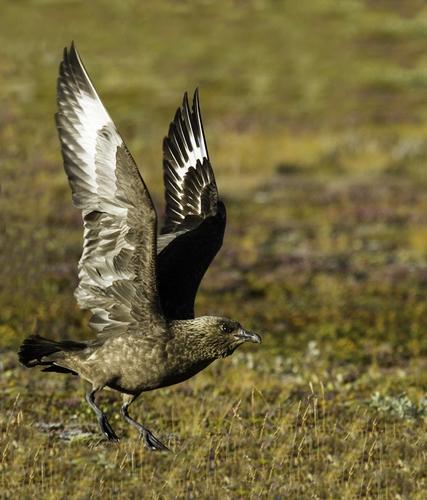 Skua