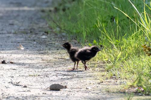 Wachtelkönig (Jungvogel)
