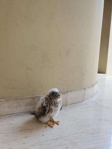 Rötelfalke (Jungvogel)