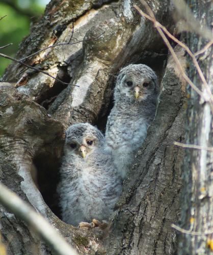 Habichtskauz (Jungvogel)