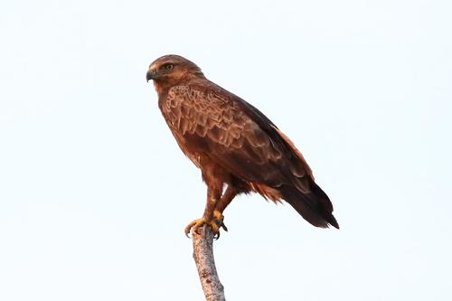 Schreiadler
