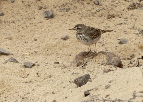 Kanarenpieper (Jungvogel)