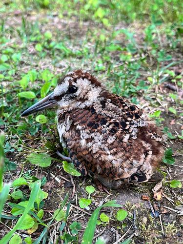 Waldschnepfe (Jungvogel)