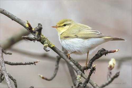 Waldlaubsänger