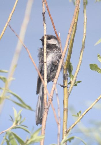 Lapplandmeise (Jungvogel)