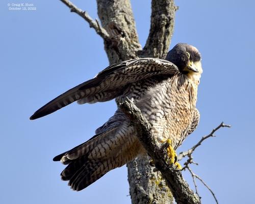 Wanderfalke