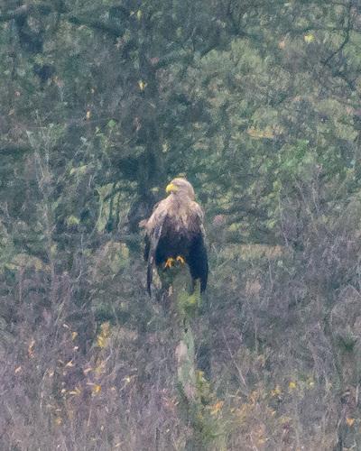 Seeadler