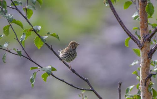 Zwergammer (Jungvogel)