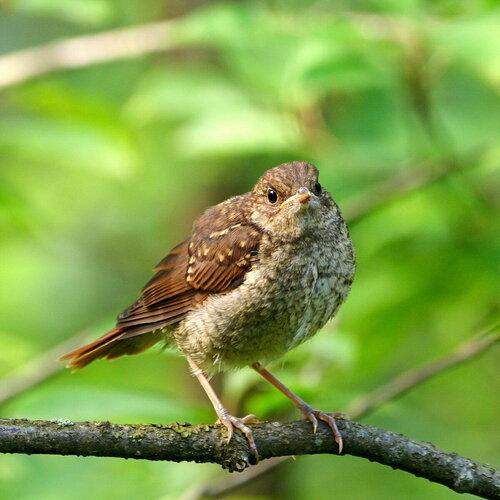 Sprosser (Jungvogel)