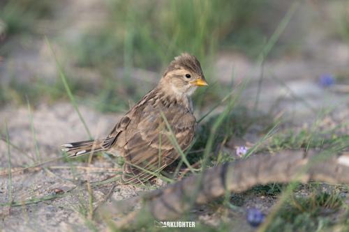 Steinsperling (Jungvogel)
