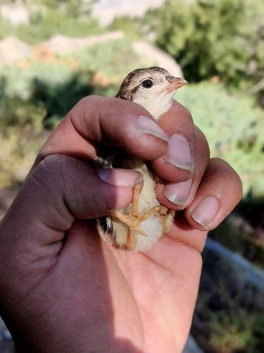 Chukarhuhn (Jungvogel)