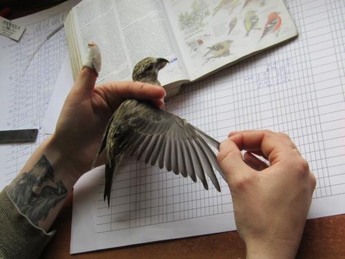 Kiefernkreuzschnabel (Jungvogel)