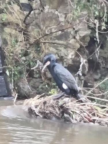 Kormoran