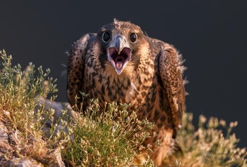 Wanderfalke (Jungvogel)