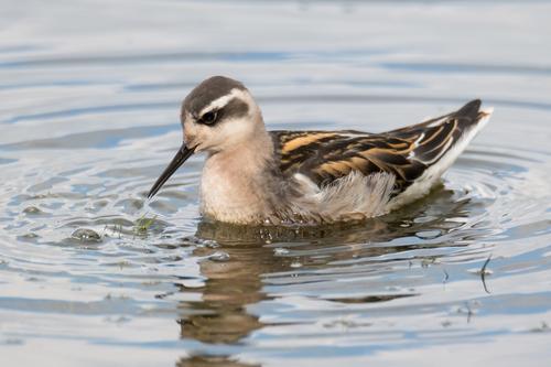 Odinshühnchen (Jungvogel)