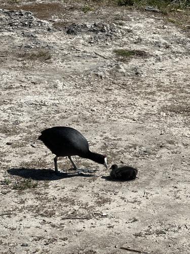 Kammbläßhuhn (Jungvogel)