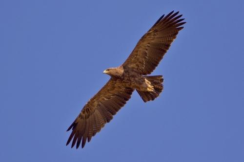 Schreiadler