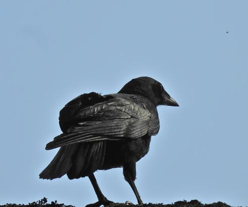 Saatkrähe (Jungvogel)