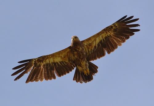 Schreiadler