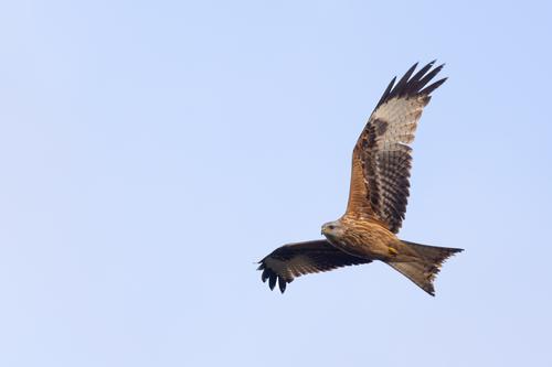 Rotmilan (Jungvogel)