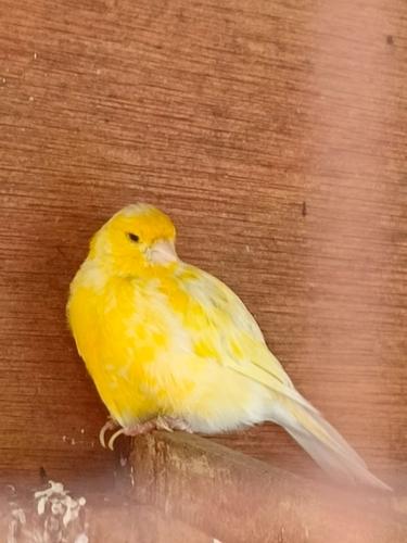 Kanarengirlitz (Jungvogel)
