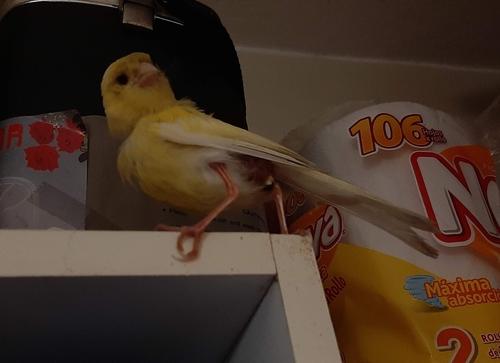 Kanarengirlitz (Jungvogel)