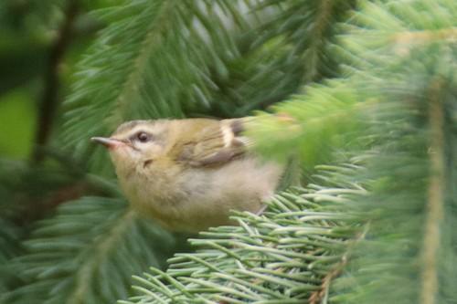 Sommergoldhähnchen (Jungvogel)