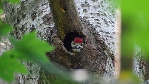 Kleinspecht (Jungvogel)