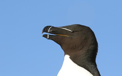 Tordalk