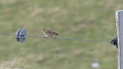 Wiesenpieper (Jungvogel)