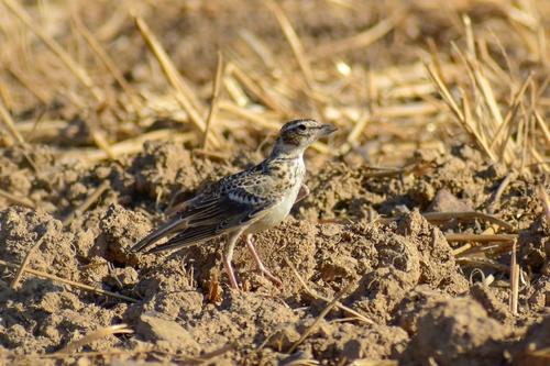 Kalanderlerche (Jungvogel)