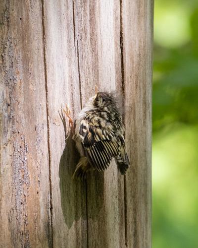 Waldbaumläufer (Jungvogel)