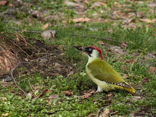 Grünspecht (Jungvogel)