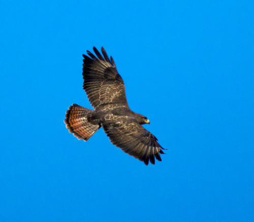Mäusebussard