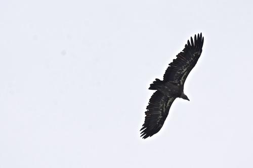 Gänsegeier (Jungvogel)