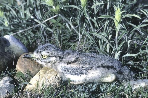 Triel (Jungvogel)