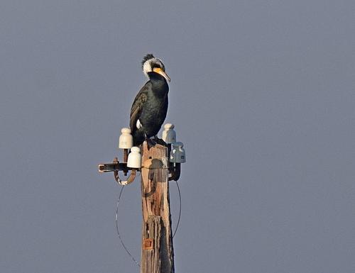 Kormoran