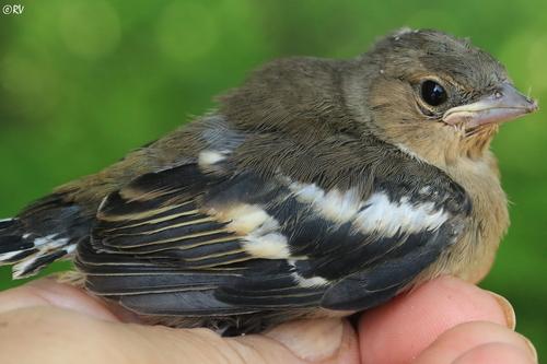 Buchfink (Jungvogel)