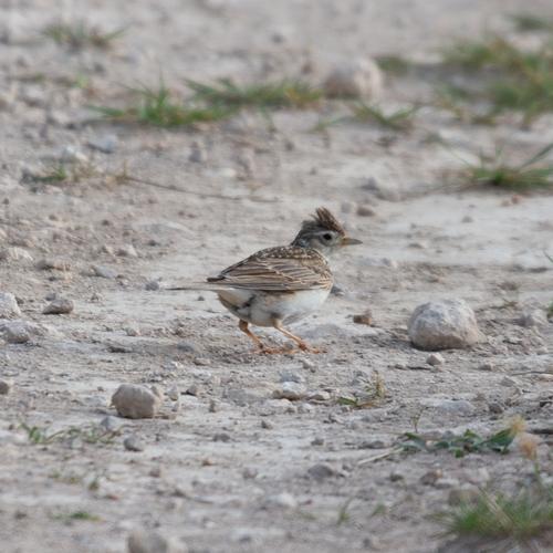 Feldlerche (Jungvogel)