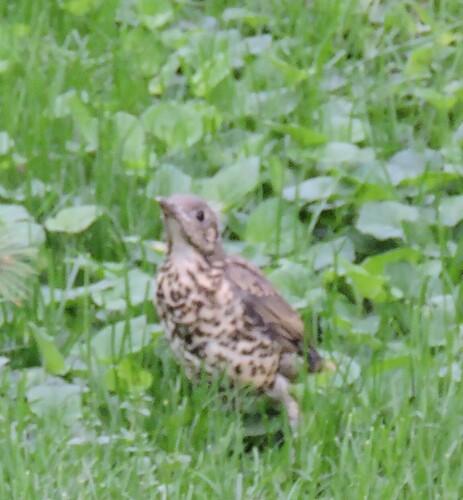 Misteldrossel (Jungvogel)