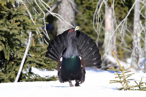 Auerhuhn
