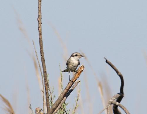 Maskenwürger (Jungvogel)