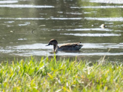 Krickente (Jungvogel)