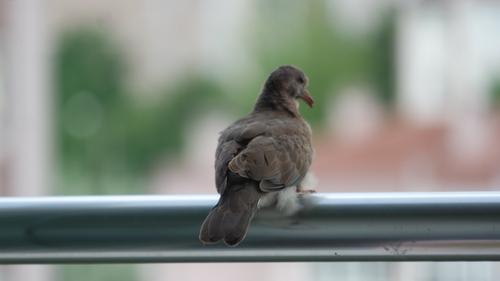 Palmtaube (Jungvogel)