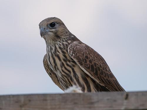 Würgfalke