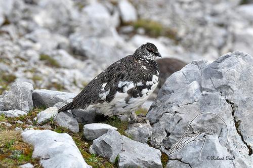 Alpenschneehuhn