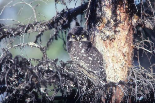 Sperbereule (Jungvogel)