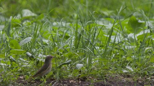 Gartenrotschwanz (Weibchen)