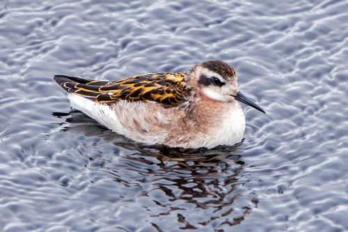 Odinshühnchen (Jungvogel)
