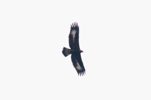Steinadler (Jungvogel)